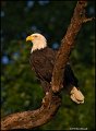 _0SB8866 american bald eagle